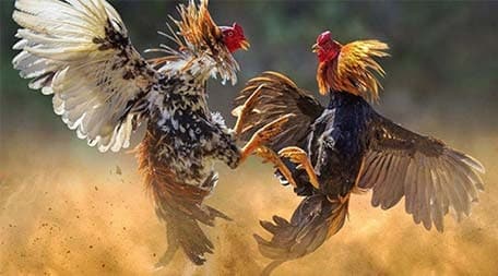 Trò chơi bài mới nhất và nổi tiếng nhất của 100Bet - 100Bet